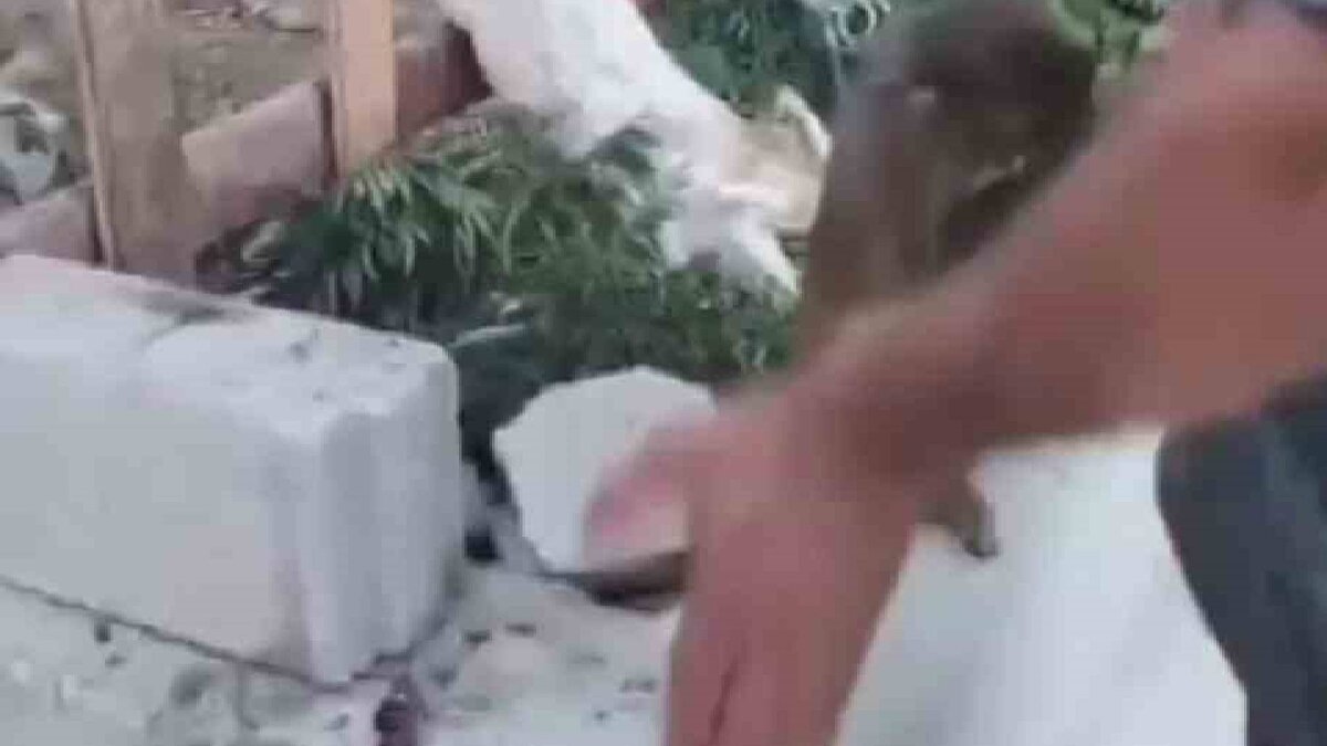 Görüntü üzerine harekete geçen Doğa Koruma ve Milli Parklar İl Müdürlüğü ekipleri, maymunu koruma altına alarak şahsa cezai işlem uyguladı.