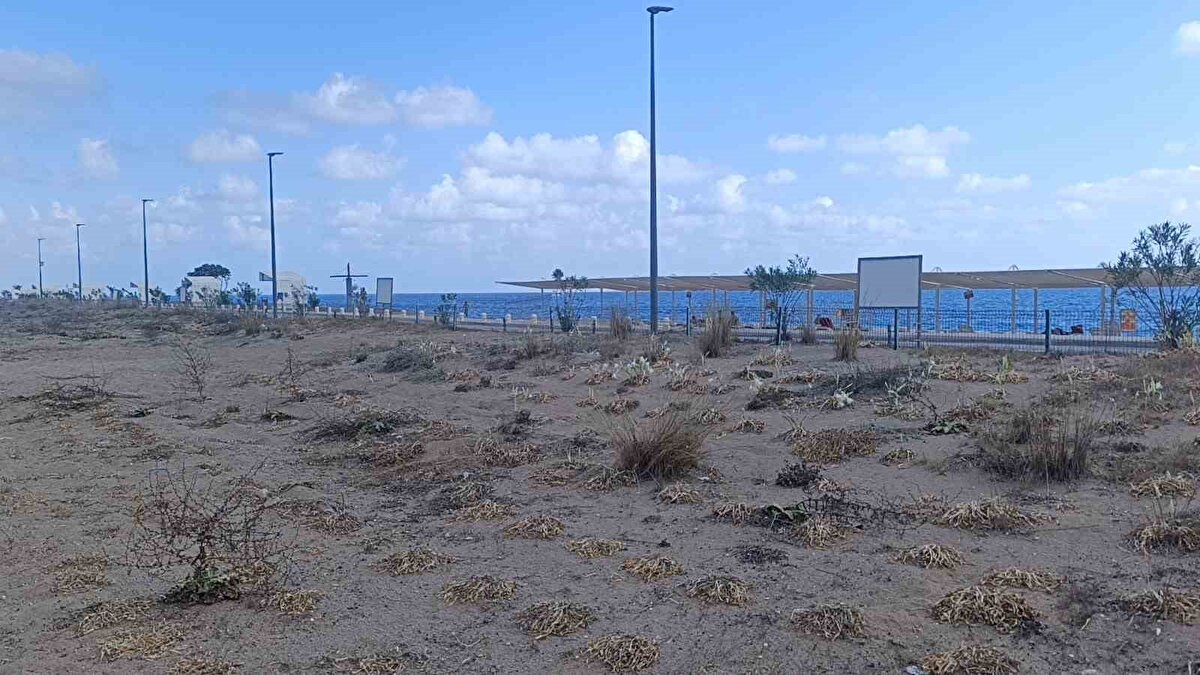 Doç. Dr. Çinbilgel, koruma çalışmalarının üniversiteler, sivil toplum kuruluşları ve Tarım ve Orman Bakanlığı Doğa Koruma ve Milli Parklar Genel Müdürlüğü iş birliğiyle sürdürüldüğünü aktararak, önümüzdeki süreçte Akdeniz sahillerinde kum zambaklarının korunmasına yönelik yeni araştırmalar yapılacağını ifade etti.