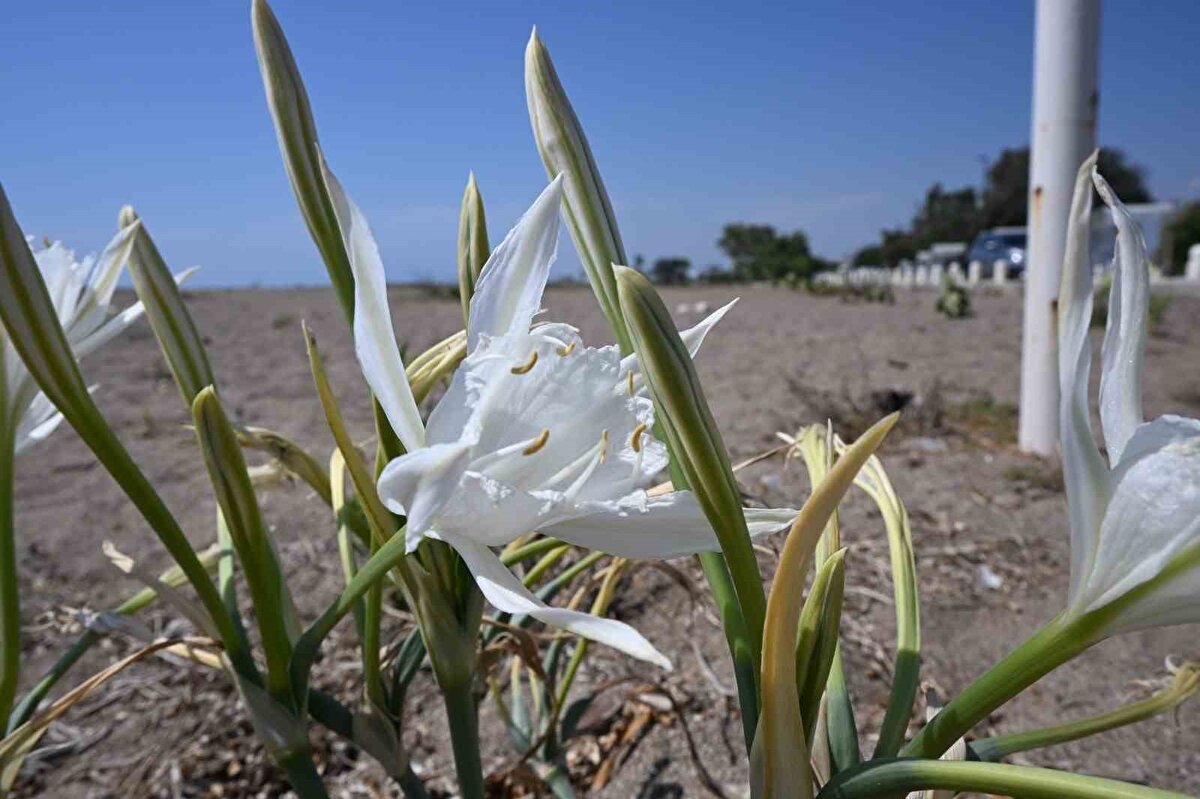 Nesli tükenme tehlikesi altında<br><br>Çinbilgel, kum zambaklarının nergisgiller ailesine ait soğanlı bir bitki olduğunu, gösterişli ve kokulu çiçeklere sahip olduklarını dile getirerek şöyle konuştu: "Kum zambakları farmakolojide ve tekstilde çeşitli kullanımları olan, gelecek nesillere aktarmamız gereken bir bitki. Ancak bilinçsizce koparılması, soğanlarının sökülmesi, kentleşme ve turizm faaliyetlerinin olumsuz etkileri nedeniyle nesli tükenme tehlikesi altındadır."