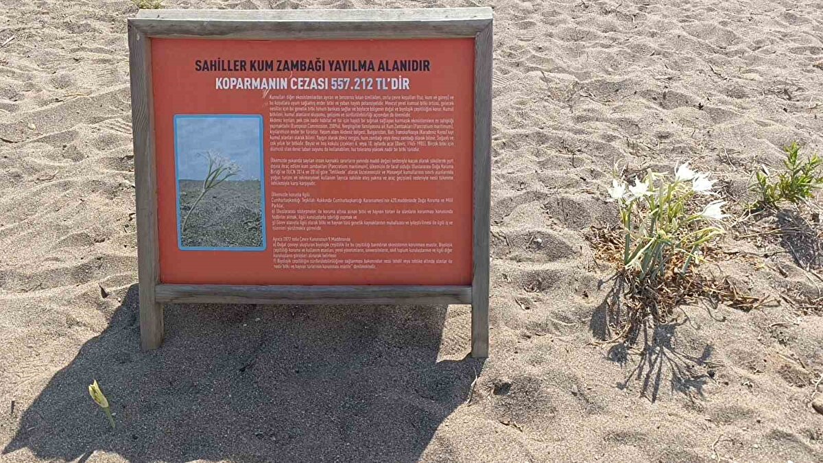 Çinbilgel, Türk mevzuatında açıkça tanımlanan yaptırımlara da dikkat çekerek, "Kum zambaklarını koparmak ya da ticari amaçla kullanmak bu sene itibarıyla 557 bin 212 TL idari para cezasını gerektiriyor. Vatandaşlarımızı bu konuda duyarlı olmaya davet ediyorum" dedi.