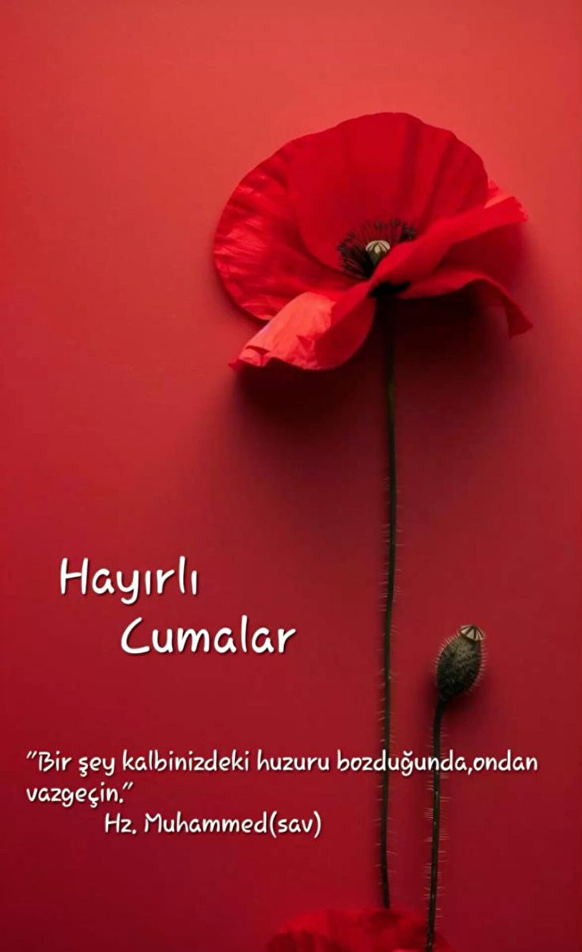 TÜM İNANANLAR İÇİN HAYIRLARA VESİLE OLMASINI DİLİYORUM BU MÜBAREK CUMA GÜNÜNÜN