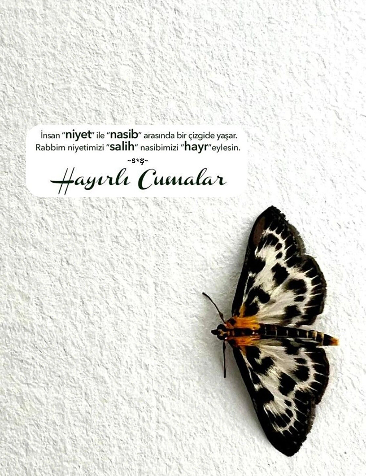 Rabbim sen kalbi kırıkların sığınağı, yolda kalmışların yoldaşı, sen yalnızlığıma arkadaş olan ve tüm gönüllerin dert ortağısın. beni benden uzağa at, senden uzağa atma. cumanız mübarek olsun.