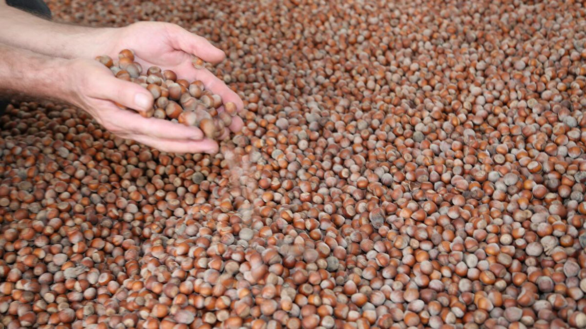 Serbest piyasada fındık fiyatı ne kadar oldu?<br><br>Hasat öncesi 200 lira seviyesinde açıklanan fındık fiyatları, serbest piyasada hızlı bir şekilde yükseldi. Türkiye Ziraat Odaları Birliği Yönetim Kurulu Üyesi Arslan Soydan, serbest piyasada taban fiyatın 15 Ağustos’tan itibaren şekillendiğini ve bir ay içinde fiyatların 300-320 lira bandına yükseldiğini söyledi.