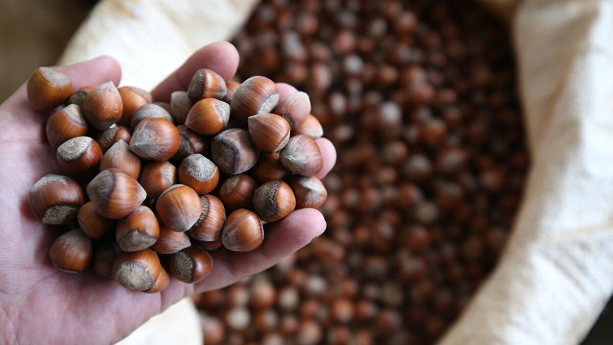 Türkiye’nin en önemli tarımsal ihracat ürünlerinden biri olan fındık, bu yıl üretici ve tüccarların gündeminde ilk sıralarda yer alıyor. Toprak Mahsulleri Ofisi (TMO) tarafından levant kalite için 195 TL, Giresun kalite için 200 TL olarak açıklanan taban fiyatlar serbest piyasada hızla yükselişe geçti. Nisan ayında etkili olan zirai don nedeniyle rekoltede yaklaşık yüzde 50 düşüş yaşanırken, azalan ürün arzı fiyatları yukarı çekti. Ordu başta olmak üzere Karadeniz Bölgesi’nde serbest piyasada fındık fiyatları kısa sürede 300 TL seviyesine ulaştı. Üreticiler fındık fiyatlarının önümüzdeki günlerde 320 TL’nin de üzerine çıkabileceğini belirtiyor.