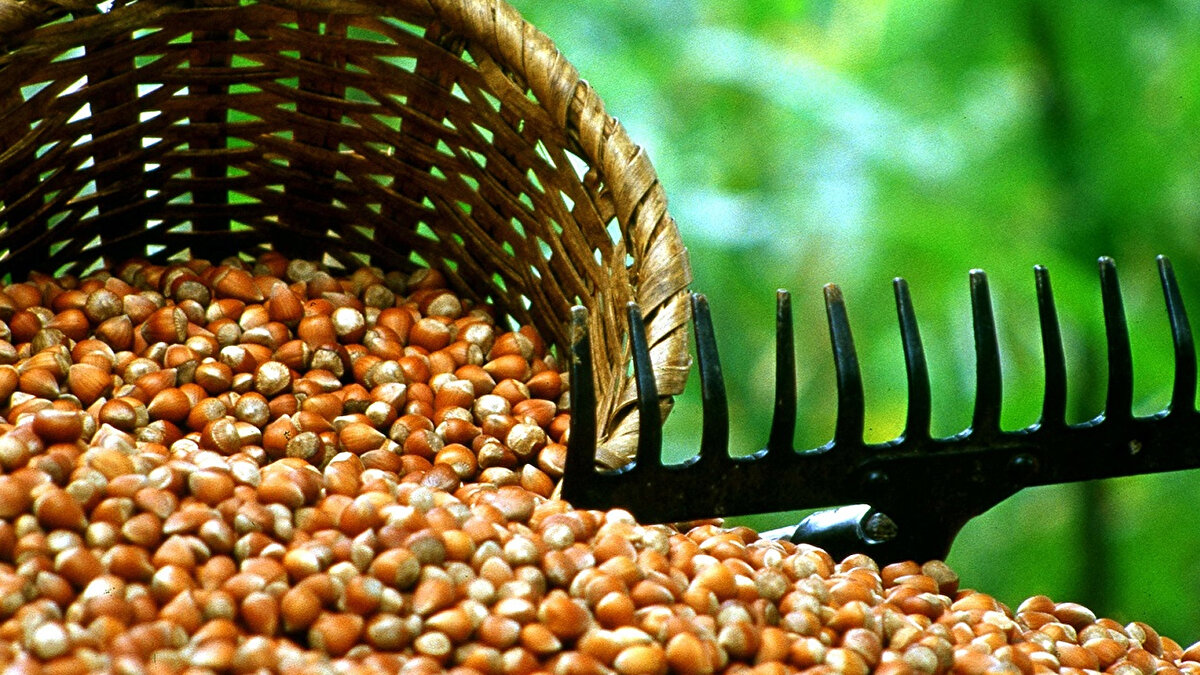 Fındık fiyatları daha da yükselecek mi?<br><br>Uzmanlara göre, rekolte kaybı ve pazara ürün akışının sınırlı olması fındık fiyatlarının daha da artmasına neden olabilir. Üreticiler fiyatların önümüzdeki haftalarda 320 TL’nin üzerine çıkmasını beklerken, piyasada oluşan bu hızlı yükseliş ihracat ve iç piyasada da yakından izleniyor.