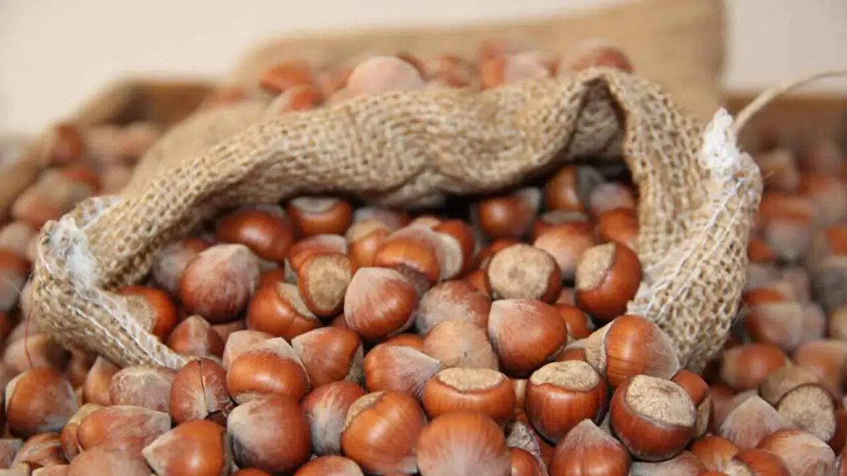 TMO fındık fiyatı ne kadar?<br><br>Toprak Mahsulleri Ofisi (TMO), 2025 hasat dönemi için levant kalite fındığa 195 TL, Giresun kalite fındığa ise 200 TL taban fiyat açıkladı. Ancak serbest piyasanın 100 TL daha yüksek fiyatlardan işlem yapması nedeniyle üreticilerin büyük kısmı ürünlerini TMO yerine serbest piyasada satmayı tercih ediyor.