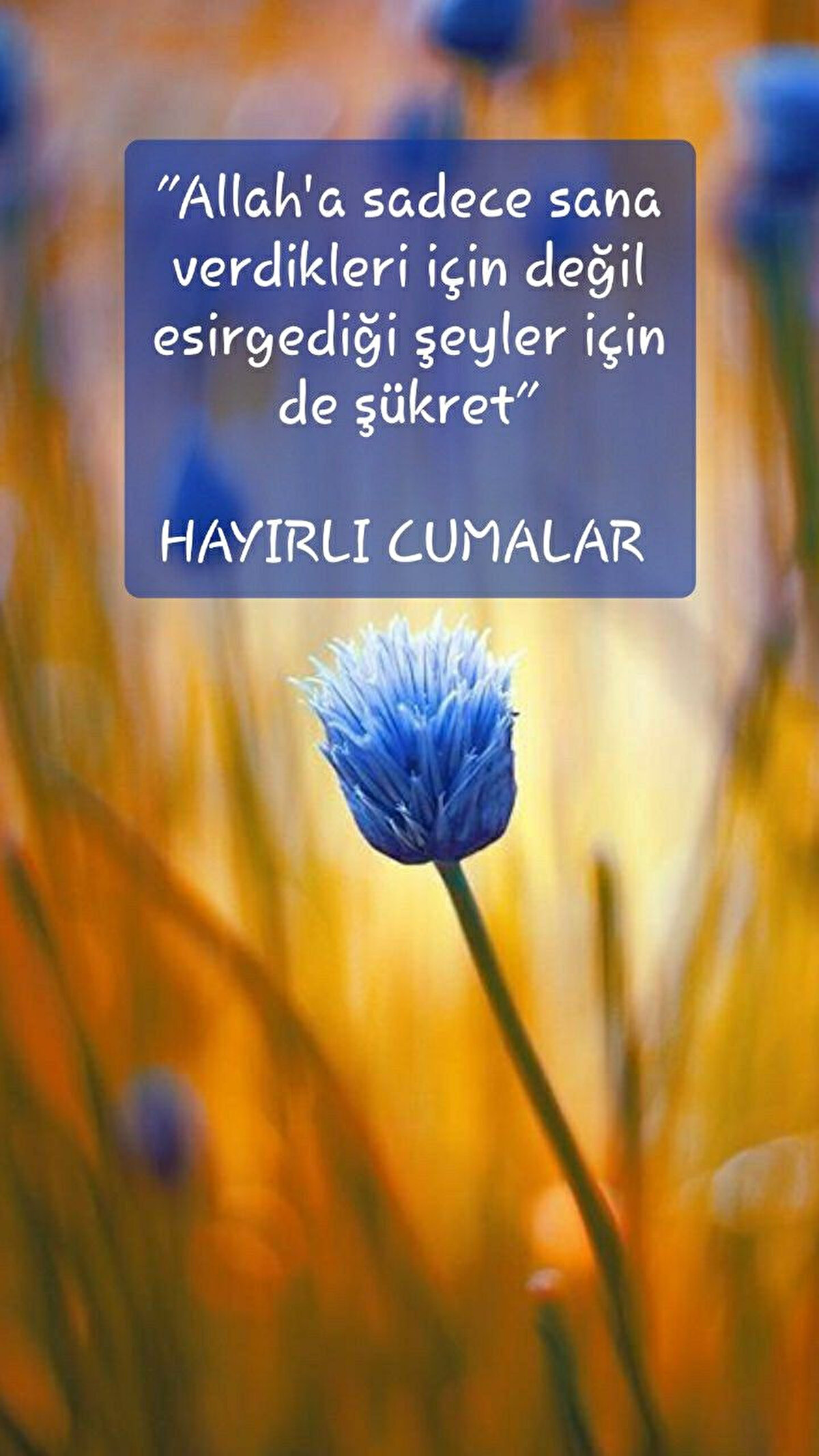 ALLAH'ım! Bizleri rahmetinin o engin lütfuyla bağışla, bize merhamet et. Bize hidayet ver ve sırat-ı müstakimden ayırma. Hayırlı Cumalar.