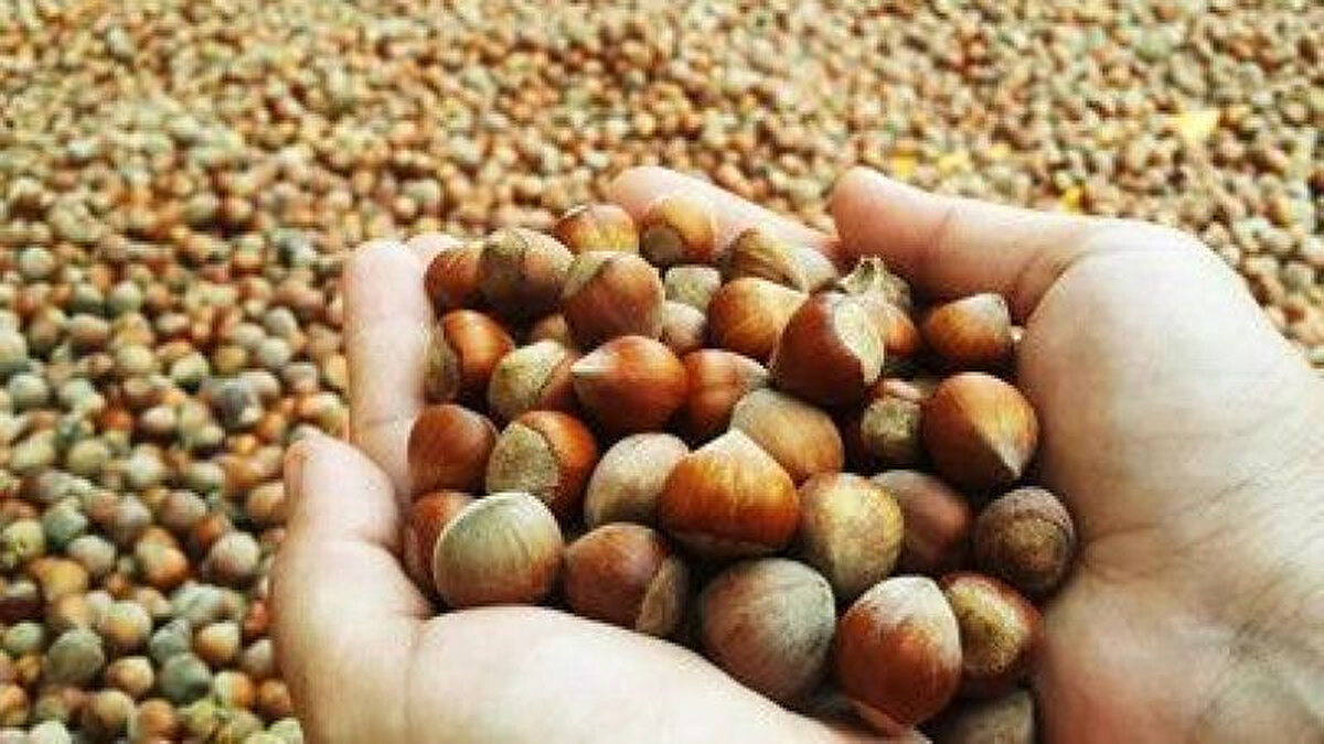 FINDIK 400 TL OLUR MU?<br><br>Fındık üreticileri için olumlu bir tablo ortaya çıkarken, alıcılar ve ihracatçılar açısından maliyetler giderek artıyor. Uzmanlara göre arz-talep dengesindeki bozulma, önümüzdeki haftalarda serbest piyasada fındık fiyatlarının yeni rekorlar kırmasına yol açabilir.