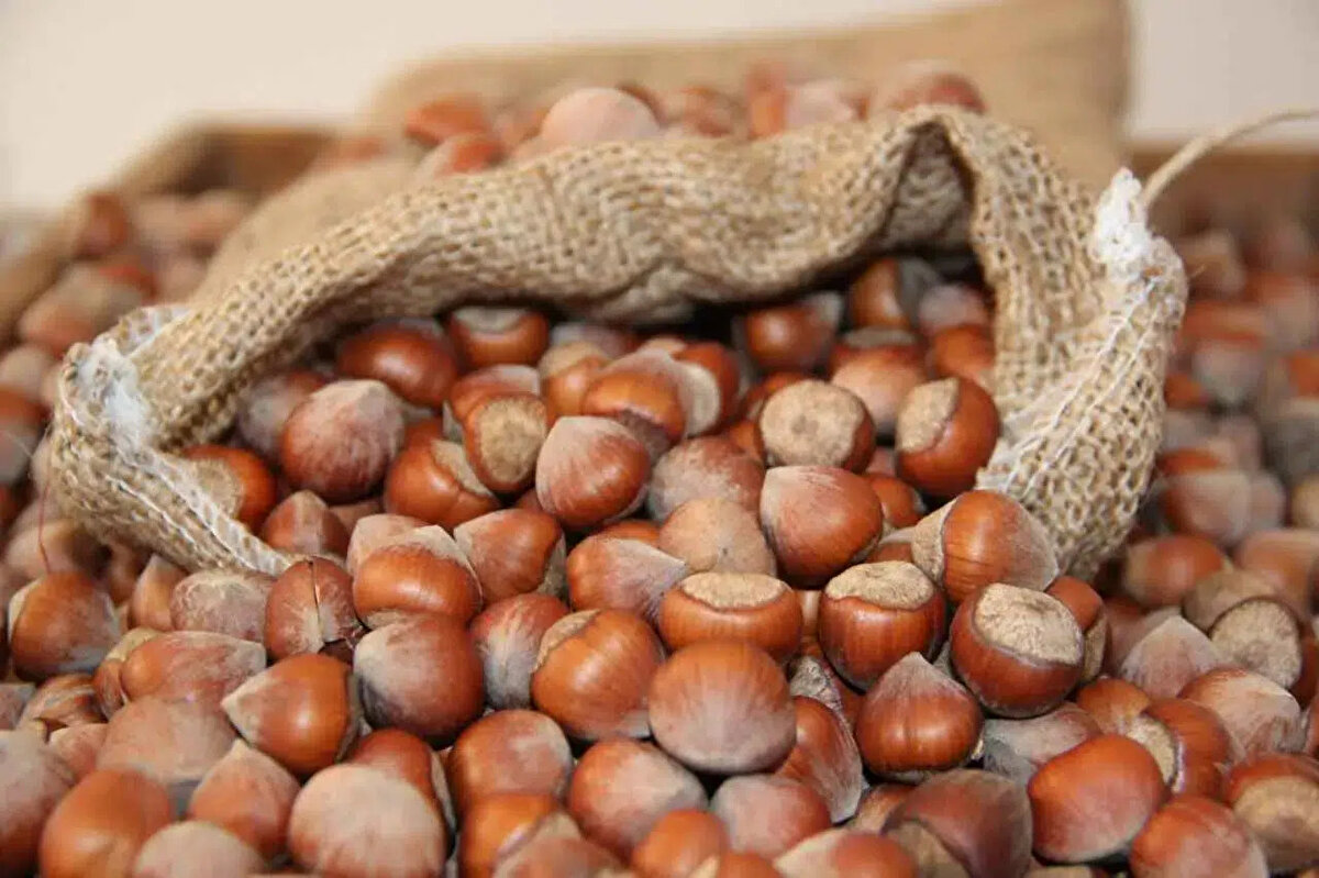 Toprak Mahsulleri Ofisi (TMO), ağustos ayı başında Levant kalite fındık için taban fiyatı 200 TL olarak açıklamıştı. Ancak serbest piyasada o dönemde fiyatlar 175 TL civarında seyrederken, geçen yaklaşık 1,5 aylık süreçte yükseliş ivmesi hızlandı. Bugün gelinen noktada serbest piyasada fındık fiyatları TMO’nun açıkladığı seviyeyi neredeyse ikiye katladı.