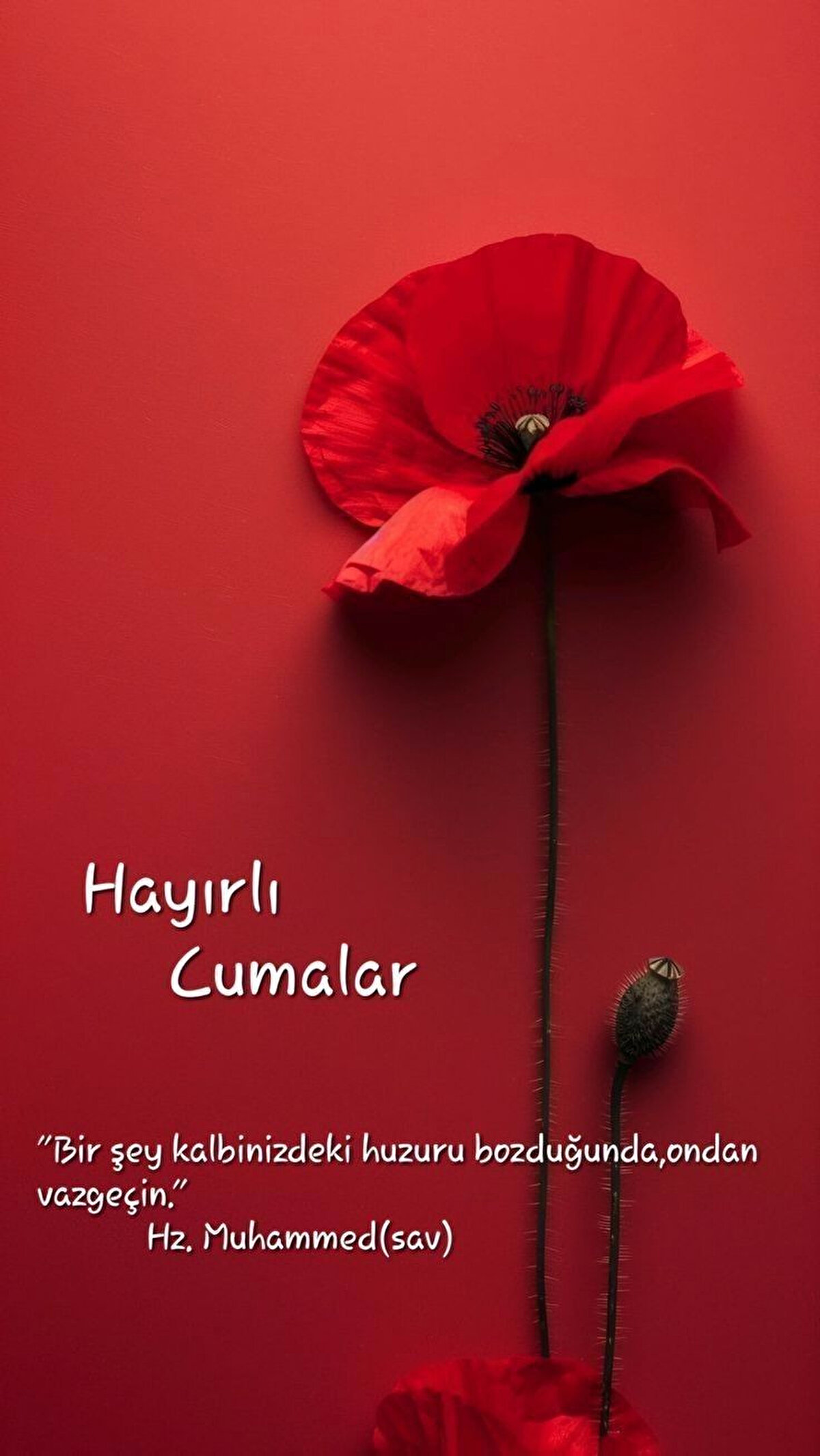 Rabbim Seni bugün de dua edenlerden her daim şükredenlerden, sevmeyi bilenlerden, Ya Rabbi Cennet te gezenlerden eyle! Hayırlı Cumalar.