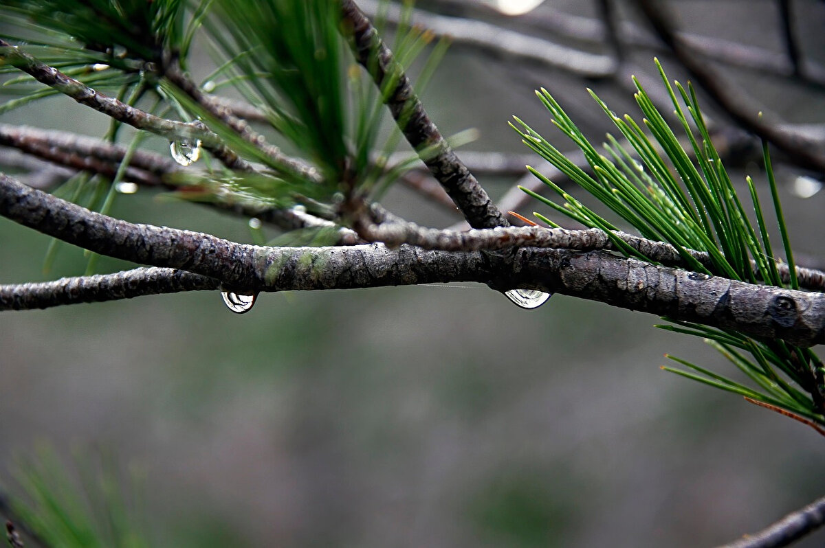 Batı Karadeniz<br><br>Parçalı ve çok bulutlu. Sinop ve Kastamonu kıyılarında sağanak yağış bekleniyor.<br><br>Bolu: 23°C<br><br>Düzce: 24°C<br><br>Sinop: 23°C<br><br>Zonguldak: 22°C