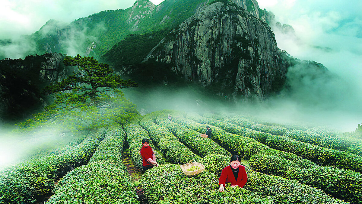 Türkiye’de ince belli bardakta, Japonya’da seremoniler eşliğinde, İngiltere’de sütle… Çay, her ülkede farklı bir anlam ve ritüelle içiliyor.