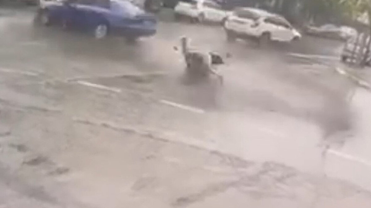 Balıkesir’de polis ekiplerinin ‘dur’ ihtarına uymayıp kaçan sürücü önce bir yayaya, daha sonra ise araçlara çarparak durdu. Ortalığı birbirine katan sürücü ve yaya yaralanırken, olay güvenlik kameralarına yansıdı.<br><br>Olay, Altıeylül ilçesi Bahçelievler Mahallesi Teknik Lise Caddesi’nde meydana geldi. 10 BM 911 plakalı otomobil, polisin ’dur’ ihtarına uymayarak kaçmaya başladı. 