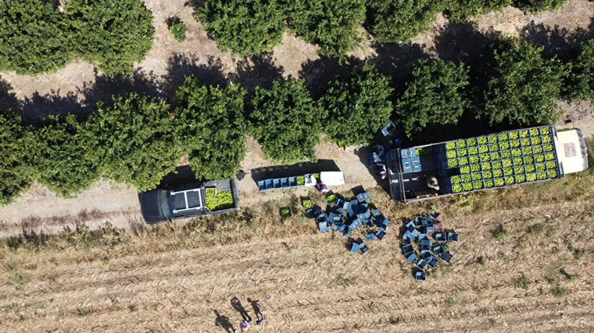 Rekoltenin düşük olması nedeniyle geçen yıl bahçede 1 TL'den alıcı bulan 'Mayer' cinsi 20 TL'den, 5 TL'den alıcı bulan, 'Enterdonat' cinsi ise 30-35 TL'den satılmaya başlandı.