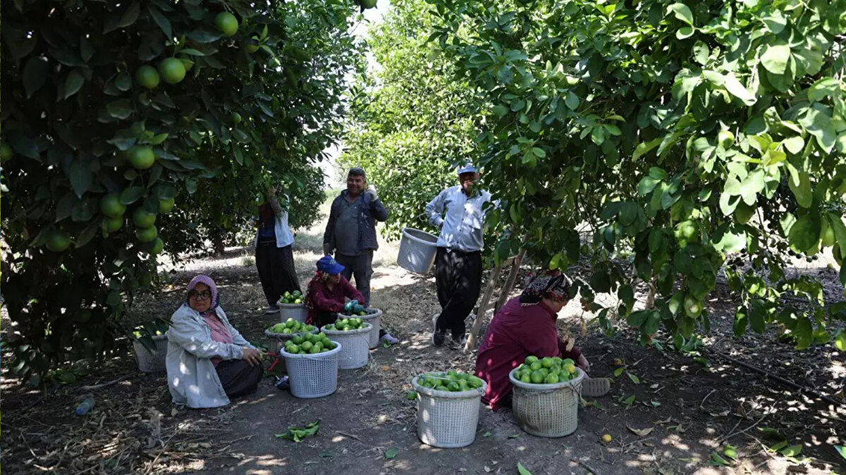 Turunçgiller Kesim ve İhracat Tarihleri Belirleme Komisyonu'nun Mayer ve Enterdonat cinsi limonlarda 25 Eylül itibarıyla hasada izin vermesinin ardından Çukurova'da limon bahçelerinde sezon resmen başladı. Yurt genelinden ve Avrupa'dan talep gören limon hasadı için bahçeye giren işçiler, ilk hasatları türkü eşliğinde yaptı. 