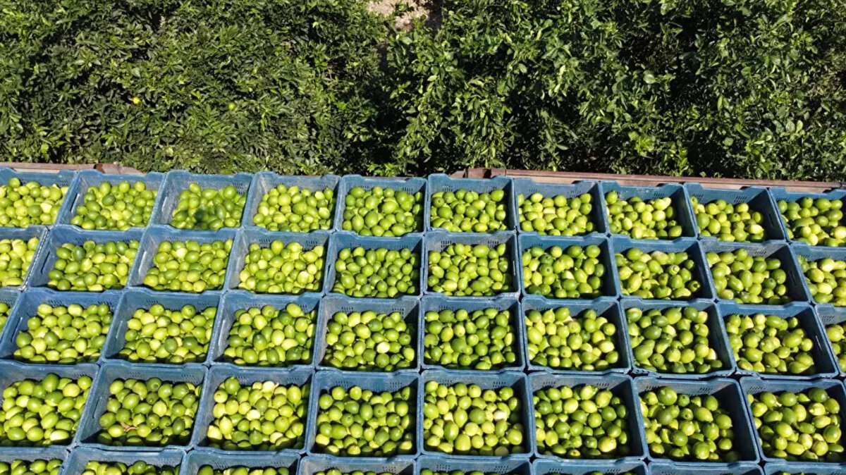 Adana'da limon hasadı başladı, geçen yıl bahçede 1 TL'ye alıcı bulan 'Mayer' cinsi 20 TL'den, 5 TL'den alıcı bulan 'Enterdonat' cinsi ise 30-35 TL'den satılmaya başlandı. Üretim yapan ve rekolte kaybına dikkat çeken Berkant Balım, "Normalde 100 tona yakın ürün alabiliyorduk ama bu yıl 24 ton çıktı. Geçen yıl 3 bin ton ihracat yaparken bu yıl bin tona ulaşabilirsek şanslı sayacağız" dedi. Balım, Avrupa ülkeleri, özellikle Rusya ve Polonya'dan yoğun talep olduğuna vurgu yaptı.