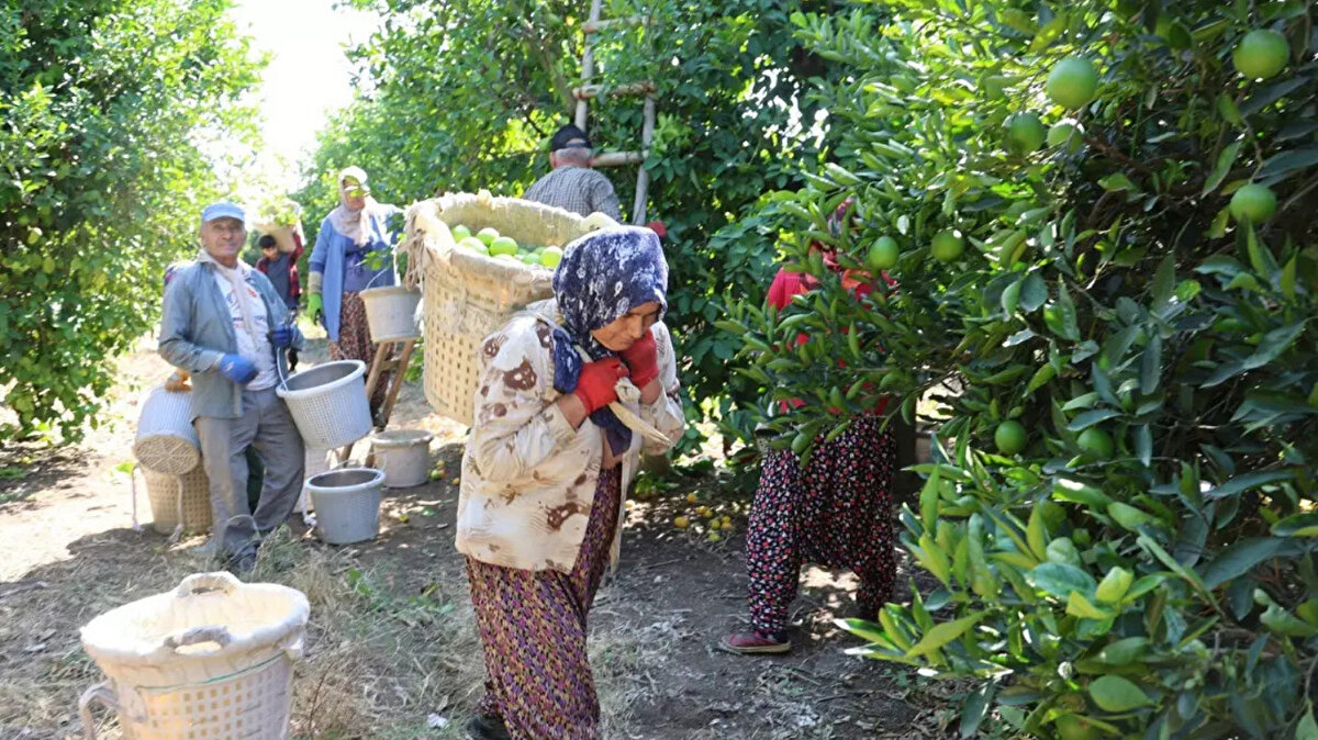 Rekoılte düşük olduğu için limon para etti<br>35 dönümlük arazide üretim yapan Berkant Balım, "Normalde 100 tona yakın ürün alabiliyorduk ama bu yıl 24 ton çıktı. Geçen yıl 3 bin ton ihracat yaparken bu yıl bin tona ulaşabilirsek şanslı sayacağız. Rekolte kaybımız çok yüksek. Limon dalında fiyatlar yüksek seyrediyor. Geçen yıl Mayer cinsi limon 1-2 TL'ye kadar düşmüştü, bahçede kalan olmuştu. Bu yıl Mayer cinsi 20-25 TL, Enterdonat cinsi ise ihracata 30-35 TL bandında bahçeden alıcı buluyor. Avrupa ülkeleri özellikle Rusya ve Polonya'dan yoğun talep gösteriyor. Fiyatların artması bekleniyor ancak işçilik ve gümrük masrafları da üreticiye yük oluyor" dedi.Bahçelerde hasat yapan işçiler de, geçtiğimiz yıllara oranla bu sezon kışın yaşanan don nedeniyle verimin oldukça düşük olduğunu ifade etti.