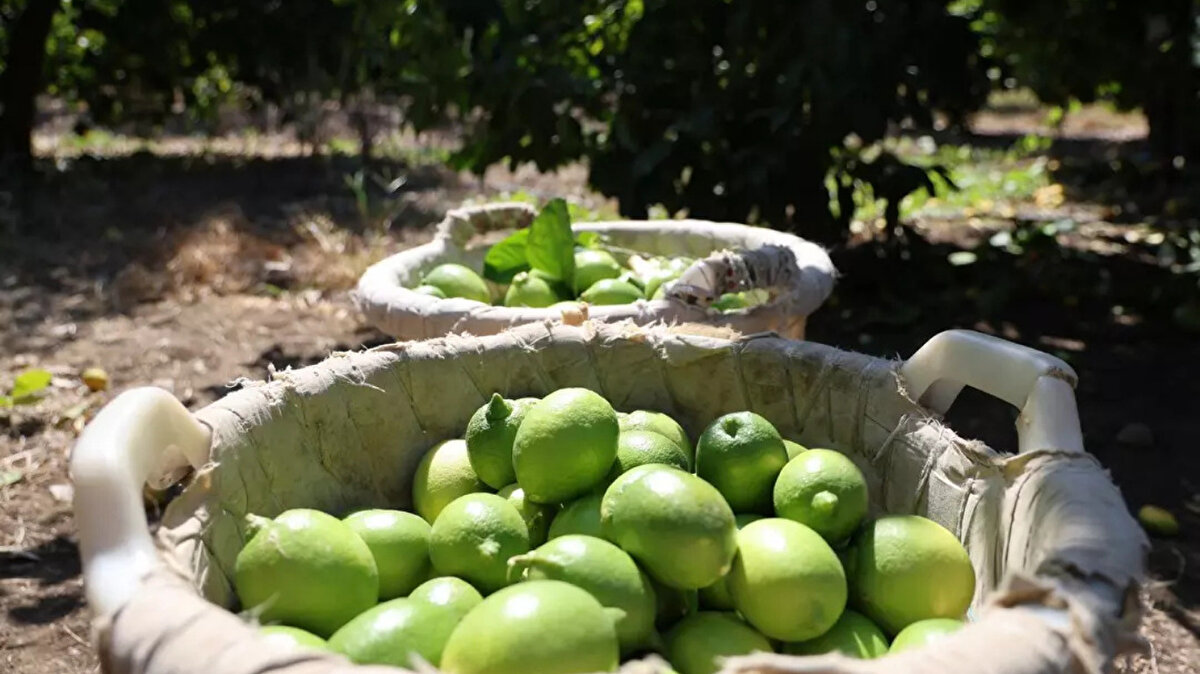 Üreticiler, bu yıl kış döneminde yaşanan don olayları ve haziran ayında çiçeklenme döneminde görülen aşırı sıcakların meyve oluşumunu olumsuz etkilediğini kaydetti. 