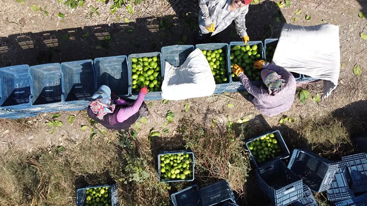 İlk kesimlerde türküler söyleyerek mesaiye başlayan narenciye işçilerinden Hatice Duran da zorlu sezonun başladığını kaydetti. (İHA)