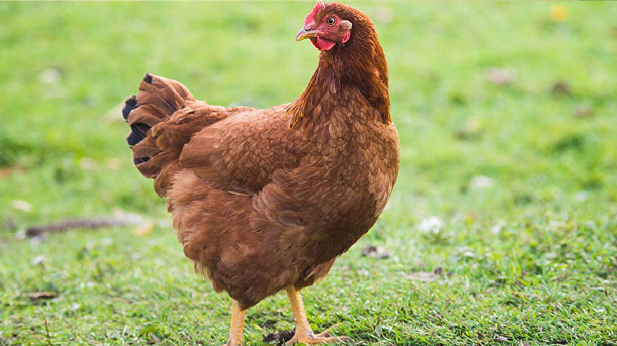 2,5 milyon hayvan itlaf edildi<br>Afyon’da ağustos sonunda görülen ilk vakada 2 milyon kanatlı itlaf edildi. Geçen hafta eklenen vakalarla birlikte sayı 2,5 milyona ulaştı.