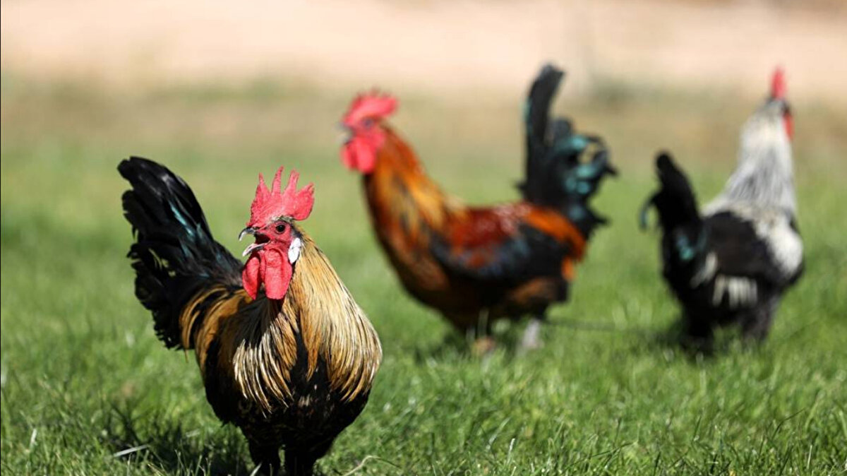 Kuş gribi yeniden ortaya çıktı<br>Türkiye geçen yıl yaklaşık 20 milyon kanatlı hayvan kaybı yaşadı. Şimdi ise kuş gribi vakaları Afyon’da yeniden görüldü.