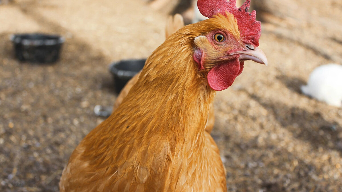 Yeni risk uyarısı<br>Sektör temsilcileri, gerekli önlemler alınmazsa Konya, Manisa ve Gaziantep’te işletmelerin risk altında olacağını belirtiyor. Faturanın bu kez daha ağır olabileceği uyarısı yapılıyor.