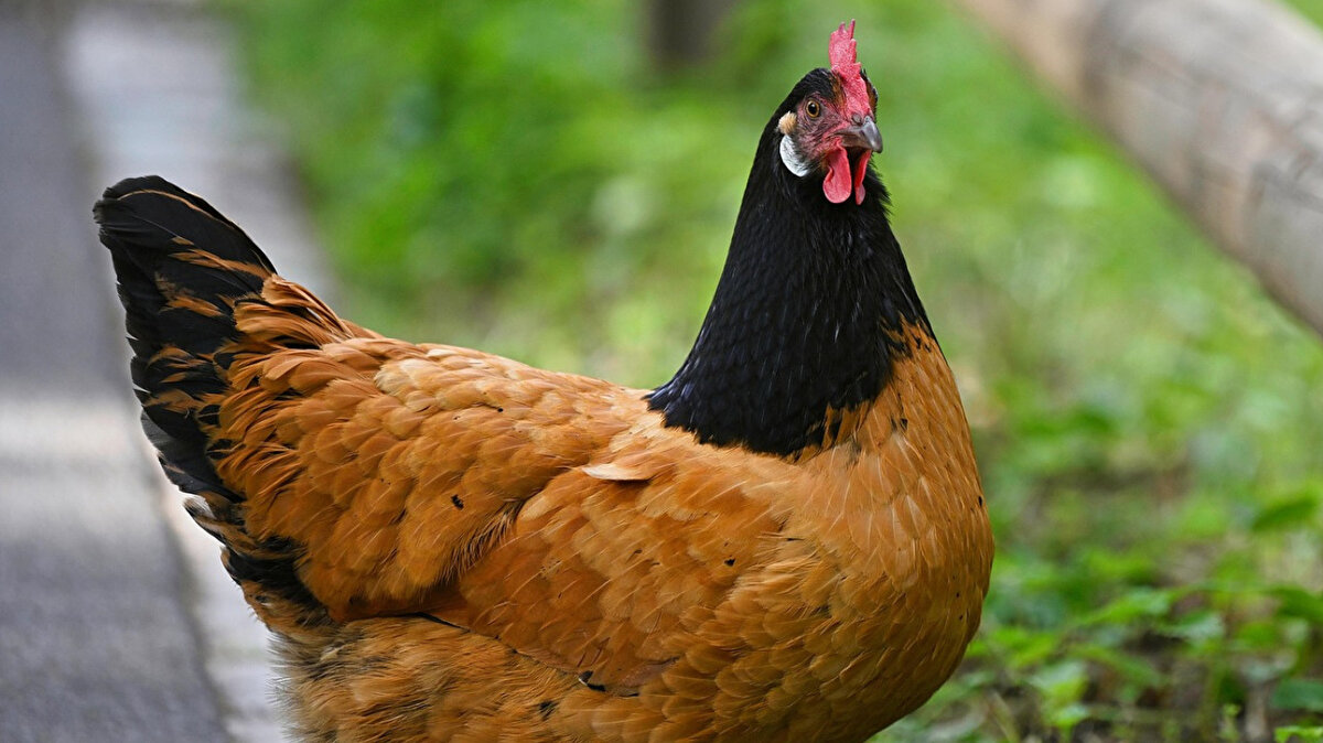 Üreticiler risk uyarısı yapıyor<br>Bölgede işletmelerin birbirine çok yakın olması, salgının hızla yayılma ihtimalini artırıyor. Üreticiler riskin büyüdüğünü söylüyor.