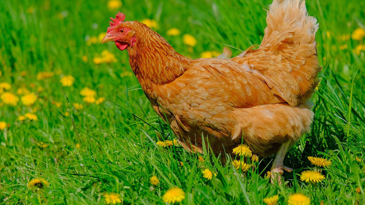 Dünya Sağlık Örgütü kriterleri<br>DSÖ’ye göre, salgın çıkan alanlarda 3 kilometre çapındaki işletmelerin karantinaya alınması gerekiyor. Ancak bazı işletmeler prosedürü uygulamıyor.