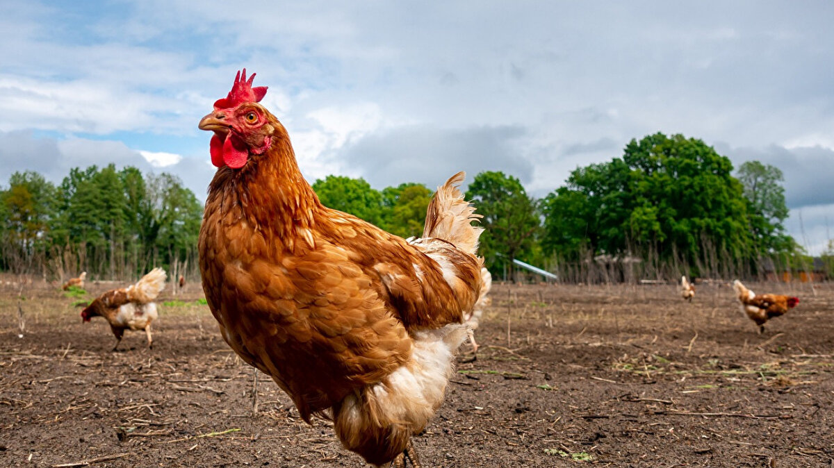 Geçmişte Konya’dan 3 ile yayılmıştı<br>Ekim 2024’te başlayan kuş gribi, gerekli tedbirler zamanında alınmadığı için Konya’dan Afyon, Manisa ve Gaziantep’e sıçramıştı.