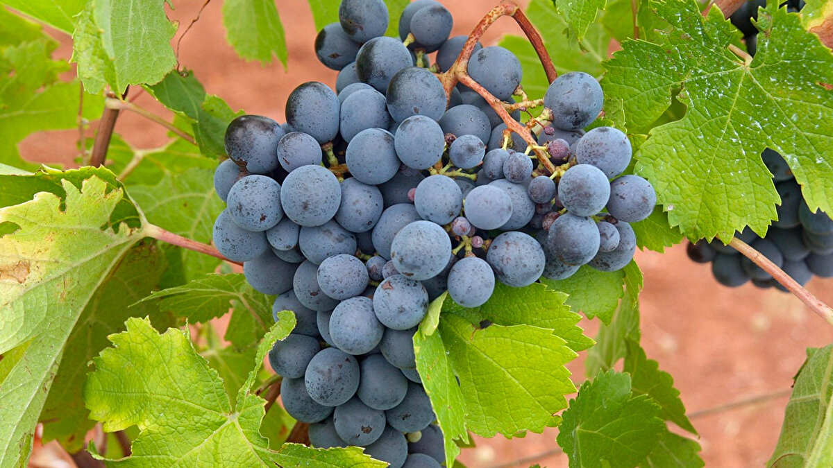 Mor / Mavi meyveler<br><br><br>Antosiyanin içerir.<br>Hafızayı ve damar sağlığını korur