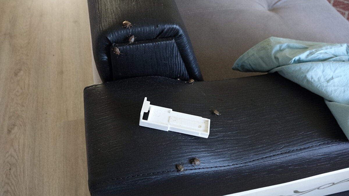 İl Tarım ve Orman Müdürlüğü'nden Bitkisel Üretim ve Bitki Sağlığı Şube Müdürü Gürsel Çakıroğlu, "Kahverengi kokarca, uzun soluklu bir mücadele gerektiriyor. Son dönemde evlere yoğun halde saldırısı oldu. Kışlağa geçiş döneminde, kışı geçireceği sıcak bir ortam ve yüzey arıyor. Bu yüzden havaların bir anda soğumasıyla beraber de kışı geçirmek için binalara geçiş yapıyor. Biz Tarım İl Müdürlüğü ve Büyükşehir Belediyesi'yle birlikte 9 ilçede, 9 ekiple birlikte biyosidal ilaçlama yapıyoruz. 2024 yılında 10 bin, 2025 yılında 62 bin civarında samuray arısı salımı yapıldı. Tarım arazilerinde 550 litre kimyasal mücadele de yapıldı. Vatandaşa da büyük görev düşüyor. Kendisi bina içerisinde ilaçlama yapmalıdır ve bize yardımcı olmaları gerekiyor. Bu büyük bir önem taşıyor. Tuğlayı, ahşabı ve çatı aralarını tercih etmesindeki sebep; kışı sıcakta geçirmektedir" diye konuştu. 