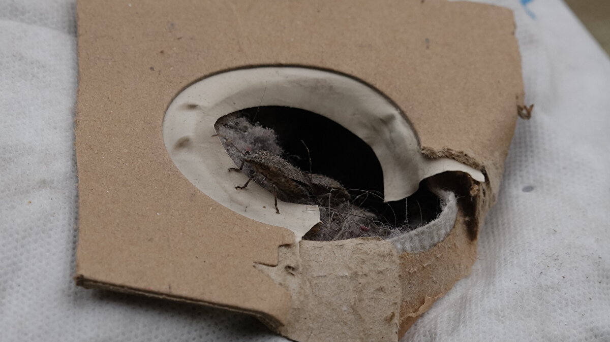 Şenay Şimşek, kokarca zararlısının evinin her yerine girdiğini ifade ederek, "Hafta sonu için köye gelmiştik. Kokarcalar yüzünden kapıları ve camları açamadık. Kapının önünde dahi oturamadık. Vurarak öldürdük, kimisini süpürge makinesiyle çektik. Buna bir çare bulunmalı. Bütün gün yemek yiyemedim. Çok kötü kokuyorlar. Sinekliklerin aralarına girip, konuşlanıyorlar. Bu sene çok şaşkınız. Evin içerisine bile giriyorlar. Nereye dokunsam kokarca çıkıyor" diye konuştu. 