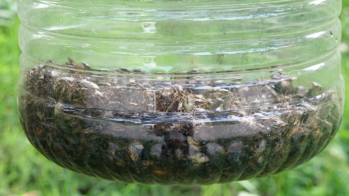 Kokusu zehir gibi<br><br>Şaziye Tanrıver, kokarcalar yüzünden bahçesindeki bitkilerin büyümediğini ifade ederek, "Bu durum çok fena. Ne yapacağımızı şaşırdık. Torunlarımız gelmek istemiyor. Korkuyorlar. Kokarcalar yüzümüzde, gözümüzde yürüyorlar. Evde durmaya tiksiniyoruz. Ne kadar çaba versek de öldüremiyoruz. Fındığımız, biberimiz, domatesimiz hep gitti. Kokusu zehir gibi. Öldürünce yaydığı koku yüzünden odada durulmuyor" diye konuştu. 