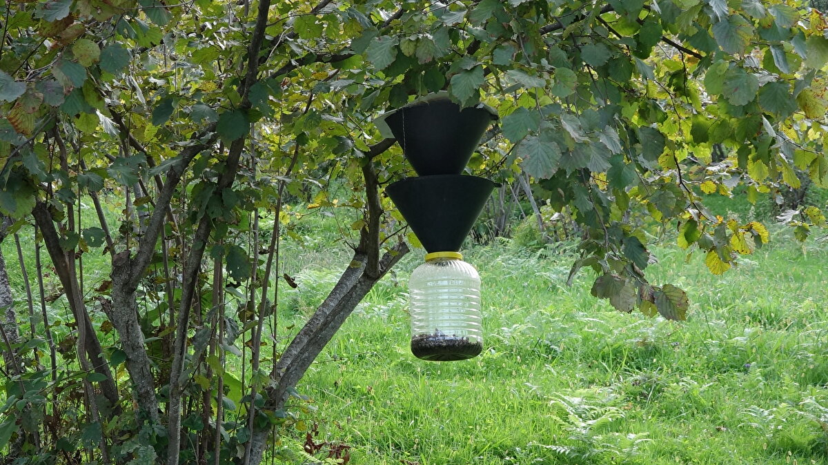 Necati Tanrıver ise "Kokarca, arazilerden evlere saldırdı. Bir haftadır da gerçekten bizi rahatsız etti. Herkes evden kaçıyor. Evimizin içini, bahçelerimizi bastı. Baya etkilendik. Ne fasulye yiyebildik ne de fındık. Buna acilen bir çözüm gelsin istiyoruz. Sabaha kadar kokarcaları öldürüyoruz. Çamaşır bile asamıyor, balkonlara çıkamıyoruz" dedi. 