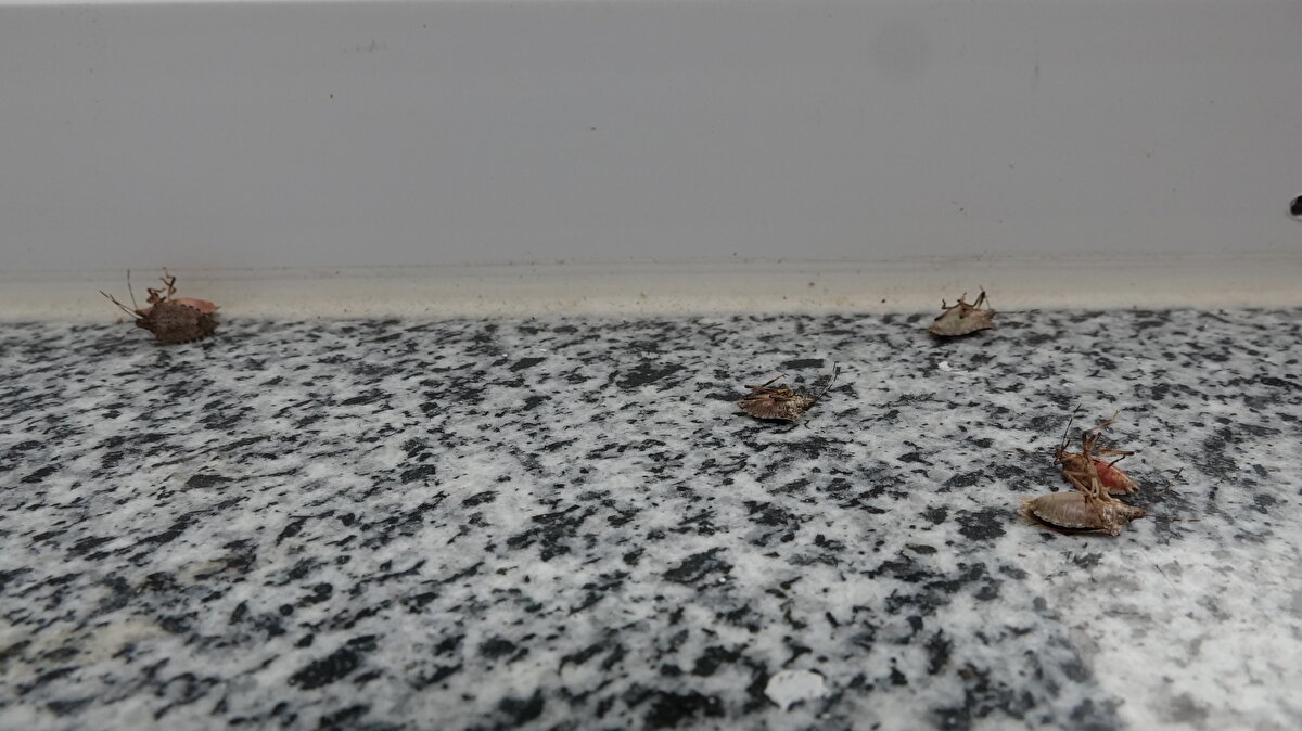 Kıtlığa çok az kaldı<br><br>Mukaddes Şimşek, eliyle kokarca ezmesinin ardından rahatsızlandığını belirterek, "Balkonda otururken dizime kokarca kondu. Ben de vurarak ezdim. Elimi yıkadım ama enfeksiyon hastasıyım. Bir süre sonra başım dönmeye başladı. Ne yaptıysam çare bulamadım. Ambulansla hastaneye gittim. Şekerim çıkmış. Bana, 'Kokarcadan dolayı zehirlenmişsin' dediler. Eve ilaç sıktık ama bir faydası yok. Kızımı da kokarca ısırdı. Vücudu kabardı. Alerjisi vardı, o da etkilendi. İçinden pis bir koku çıkıyor. 2 sene oldu fındık, biber, fasulye hiçbir şey tarlamda yetişmiyor. Para vererek fasulye aldım. Arı saldık dediler; ama kokarcalar gitmedi. Buna bir çare bulsunlar. Kıtlığa az kaldı, kokarca yüzünden bahçem boş duruyor" dedi. 