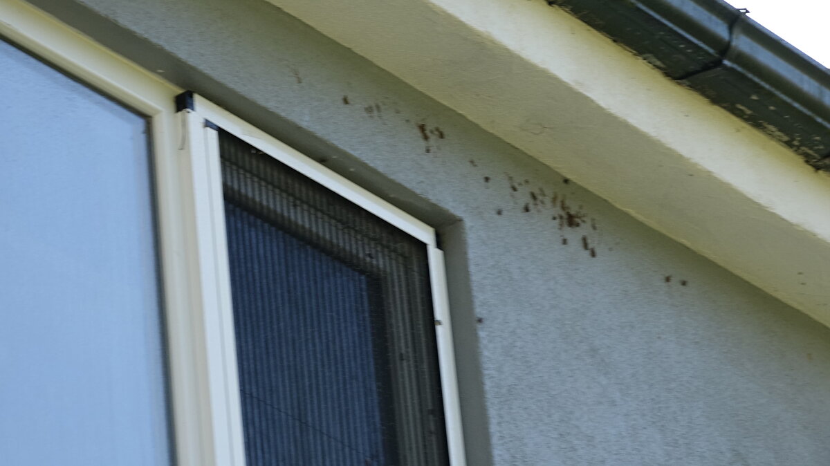 Dünya fındık üretimi ve pazarının büyük kısmını elinde bulunduran Karadeniz'de; 'kahverengi kokarca' adlı böcek türü, başta fındık olmak üzere birçok bitki için tehdit oluşturuyor. 300'den fazla bitki türünde beslenebilen ve bitkilerin kökünü kurutan istilacı tür, soğuk havalar ile birlikte sıcak bir yer arayışına geçerken; Trabzon'da birçok ev böcekler tarafından istila edildi. Vatandaşlar duruma isyan ederken, İl Tarım ve Orman Müdürlüğü ile Büyükşehir Belediyesi evlerde biyosidal ilaçlama çalışmaları yaparak kahverengi kokarca ile mücadeleyi sürdürdü. 