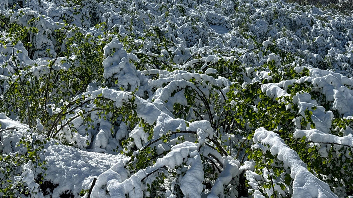 BAKANLIKTAN RESMİ AÇIKLAMA<br><br>Tarım ve Orman Bakanlığı, resmi web sitesi tarimorman.gov.tr üzerinden yaptığı açıklamada şu ifadelere yer verdi:<br><br>"Kararla birlikte, 2025 yılı üretim döneminde şubat, mart ve nisan aylarında yaşanan zirai don olaylarından etkilenen 65 ilde, 16 ürün için destekleme ödemesi yapılacaktır. 13 Nisan 2025'e kadar Çiftçi Kayıt Sistemi (ÇKS) kayıtları bulunan ve bu ürünlerde zararı tespit edilen üreticiler destekten faydalanabilecektir."