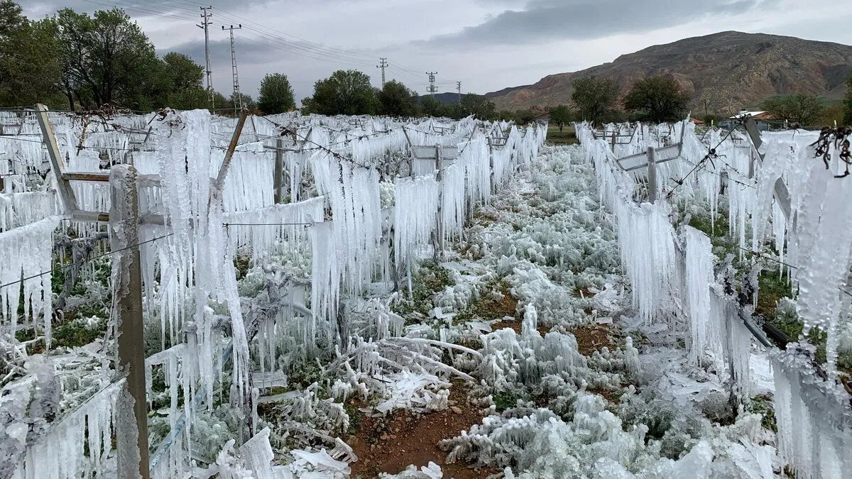 DESTEKTEN YARARLANMA ŞARTLARI<br><br>Bakanlıktan yapılan açıklama göre zirai don olayından etkilenen 65 ile 16 farklı ürün destekleme kapsamına alındı. Antep fıstığı, armut, ayva, badem, ceviz, elma, erik, fındık, kayısı, kiraz, limon, mandalina, portakal, şeftali (nektarin), üzüm ve vişne desteklenen ürünler arasında. Hasar verileri, 30 Nisan – 24 Temmuz 2025 tarihleri arasında sisteme girilen bilgiler esas alınarak değerlendirilecek.<br>