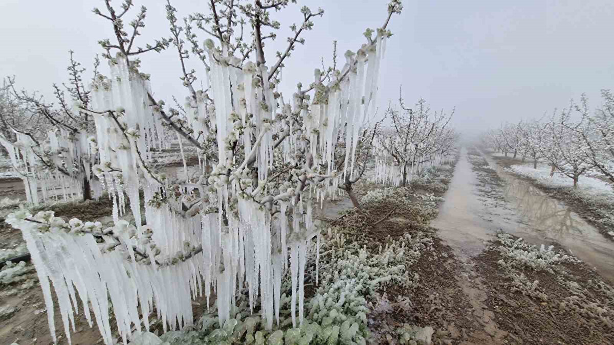 Bakanlık açıklamasında ayrıca;<br><br>- Tarım sigortası yaptırmamış,<br><br>- Tarım sigortası olup don teminatı bulunmayan,<br><br>- Ya da 1 Ocak 2025'te yürürlüğe giren Devlet Destekli Bitkisel Ürün Sigortası Genel Şartları'ndaki "Teminat Dışında Kalan Haller" kapsamında tazminat alamayan çiftçilerin de programa dahil olduğu vurgulandı.
