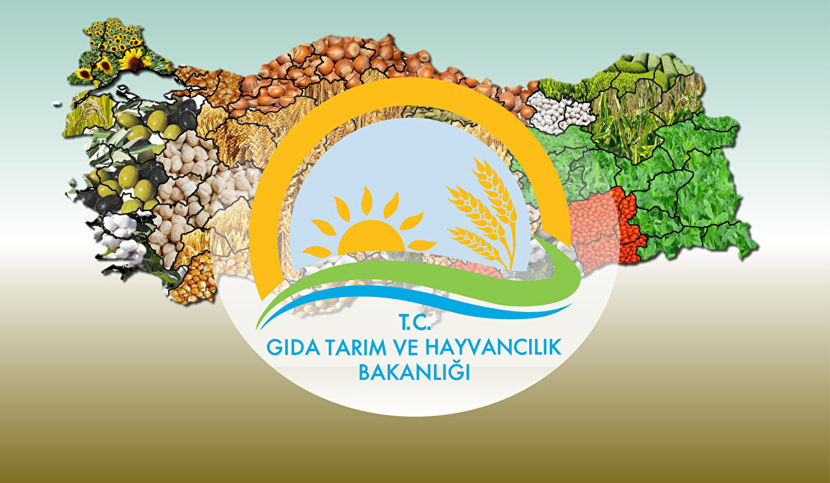 Tarım Bakanlığı taşra teşkilatlarda istihdam edilmek üzere 200 personel alımı yapacağını duyurdu. Bakanlıktan yapılan açıklamda: '' Tarım ve Orman Bakanlığı Taşra teşkilatı hizmet birimlerine 657 sayılı Devlet Memurları Kanununun 4B maddesi kapsamında istihdam edilmek üzere Kamu Personel Seçme Sınavı (KPSS) sonucuna göre Kariyer Kapısı üzerinden 200 sözleşmeli personel alımı yapılacaktır.'' denildi. Başvuru tarihleri, şekli ve hangi kadrolarda alım yapılacağına ilişkin detaylar haberimizde.