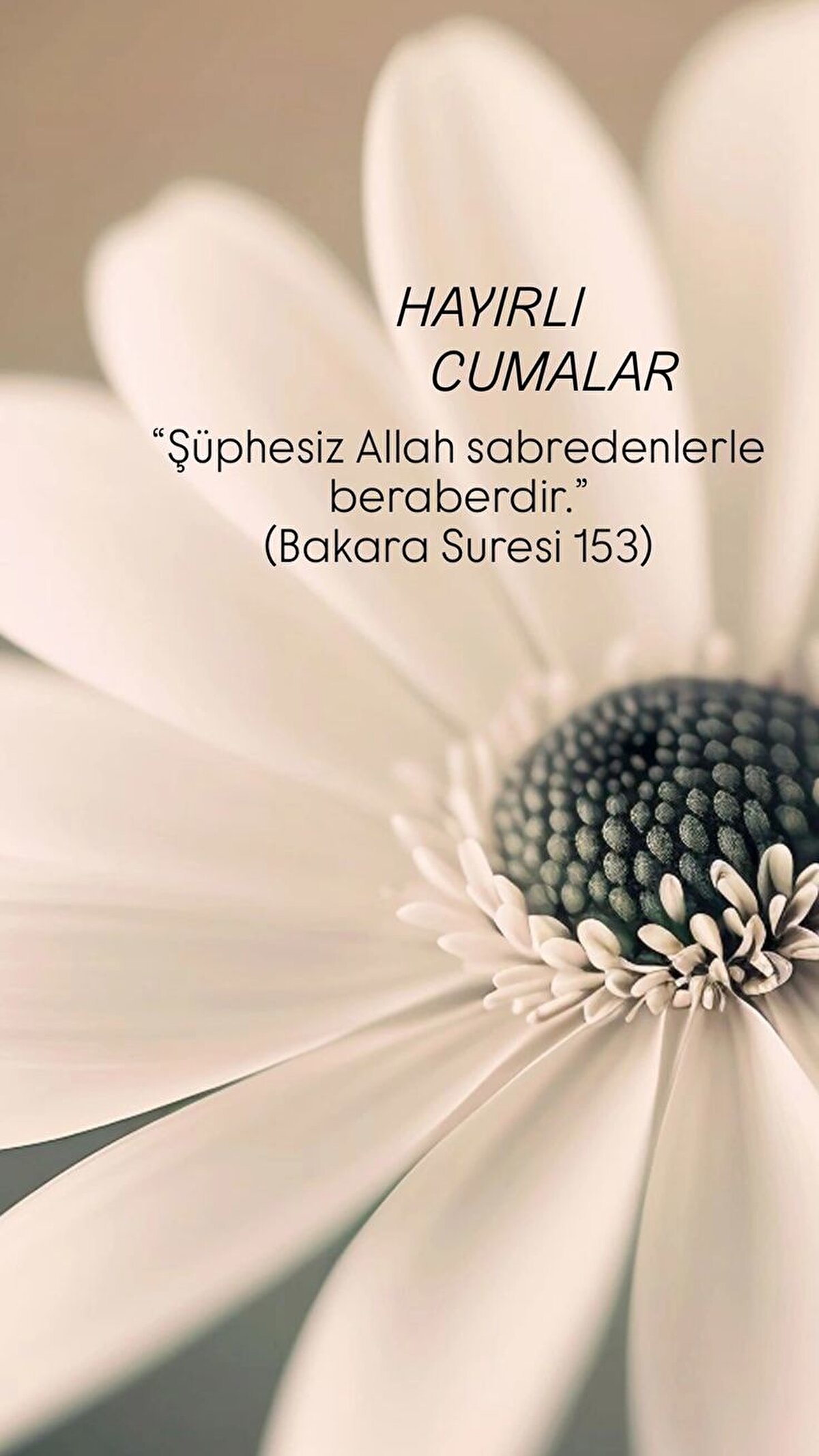 Kalplerimiz bir, dualarımız ortak olsun. Rabbim, birlik ve beraberliğimizi daim eylesin. Mübarek Cumanız hayırlara vesile olsun.