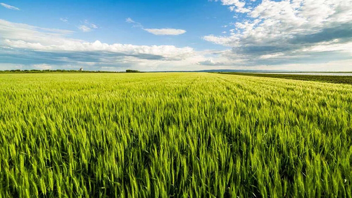 KURA ÇEKİMİ NE ZAMAN YAPILACAK?Başvuru sürecinin tamamlanmasının ardından kura çekimi 4 Kasım saat 10.00'da Ankara Bulvar TİGEM Sosyal Tesisler'de gerçekleştirilecek. 