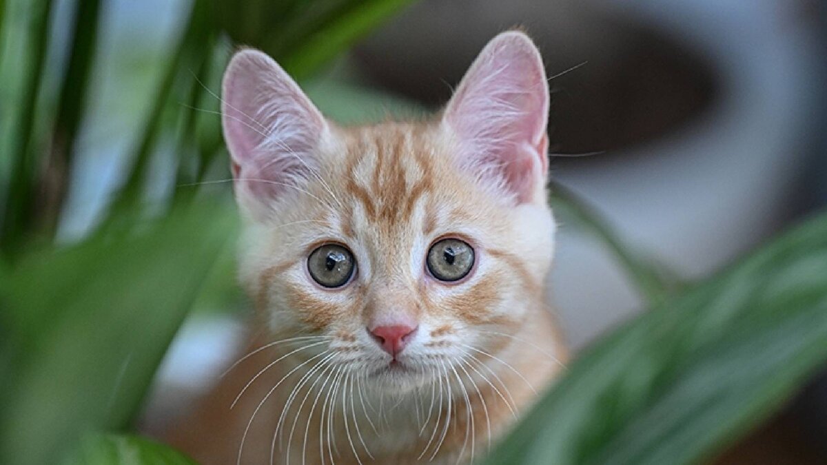 Rum basınında yer alan haberlere göre, GKRY'de yaşayan sokak kedisi sayısı 1 milyonu geçerek, 980 bin olan insan nüfusunu geçti. Fileleftheros gazetesi, Rum Tarım Bakanlığı, Veteriner dairesi ve hayvan hakları kuruluşlarını suçlayan bir haber yayımladı. Haberde, bu kuruluşlar nedeniyle insan sayısını geçen kedileri kısırlaştırma işleminin yetersiz olduğu ileri sürüldü.