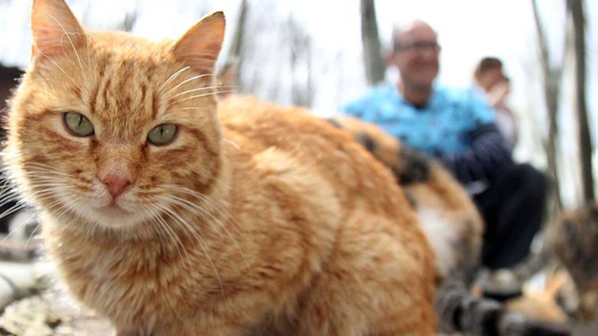Bir grup vatandaş, sosyal medya üzerinden başlattığı kampanya ile devletin sokak kedilerini derhal kısırlaştırmasını istedi. Kedi popülasyonundaki artış, Temsilciler Meclisi'ndeki Çevre Komitesi'nde de tartışıldı. GKRY Çevre Bakanı Maria Panayiotou, hükümetin kedi kısırlaştırma fonunu yıllık 300 bin avroya çıkaracağını duyurdu.