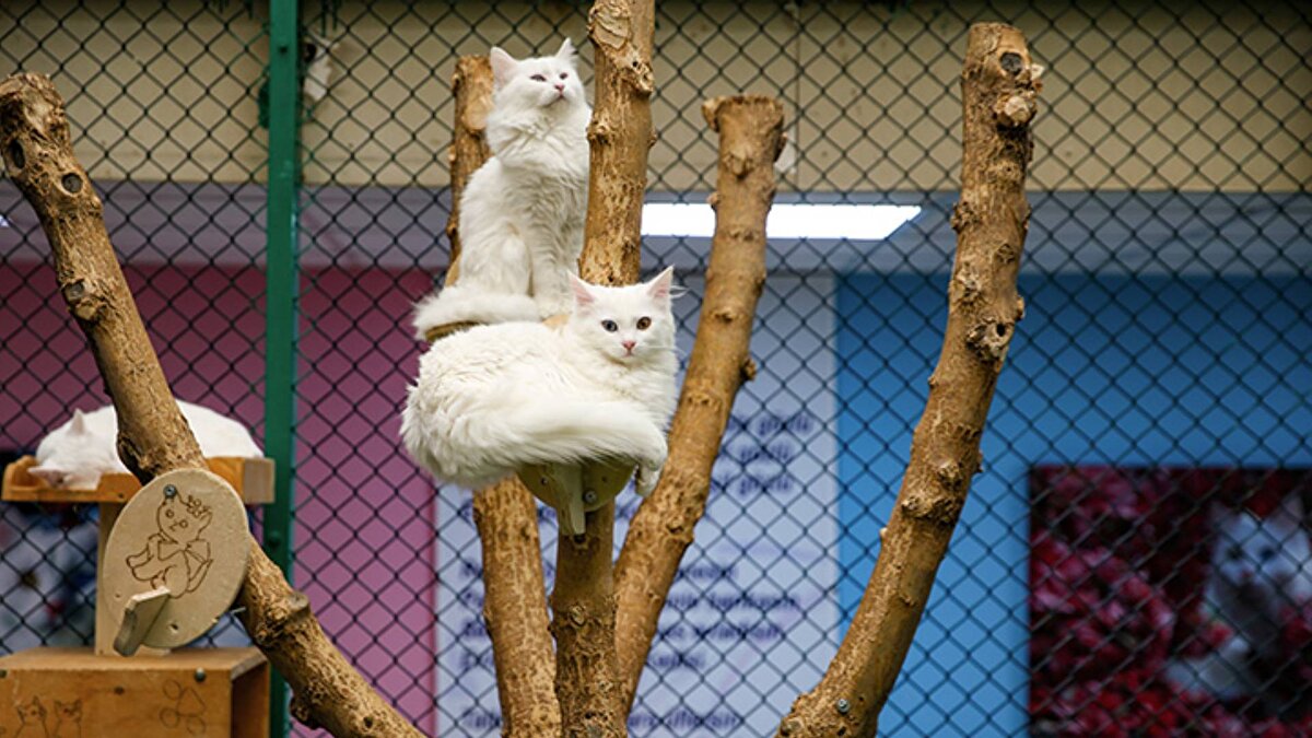 Hayvanseverler ise tartışmalara tepki göstererek, kedilerin zehirlenmesi ve kötü muameleye maruz bırakılmamasını istedi. Politis gazetesinde yer alan bir haberde, 18 Kasım’da Oroklini bölgesinde 8 kedinin zehirlenerek öldürüldüğü bildirilmişti.