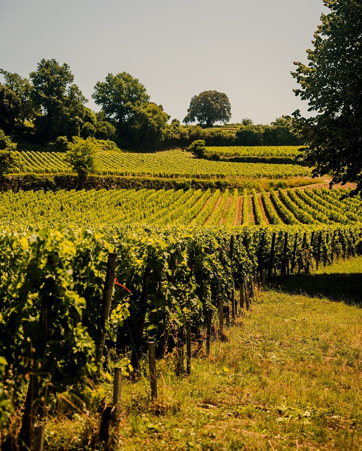 Kasaba, ismini 8. yüzyılda burada inzivaya çekilen bir keşiş olan Emilion’dan alıyor.