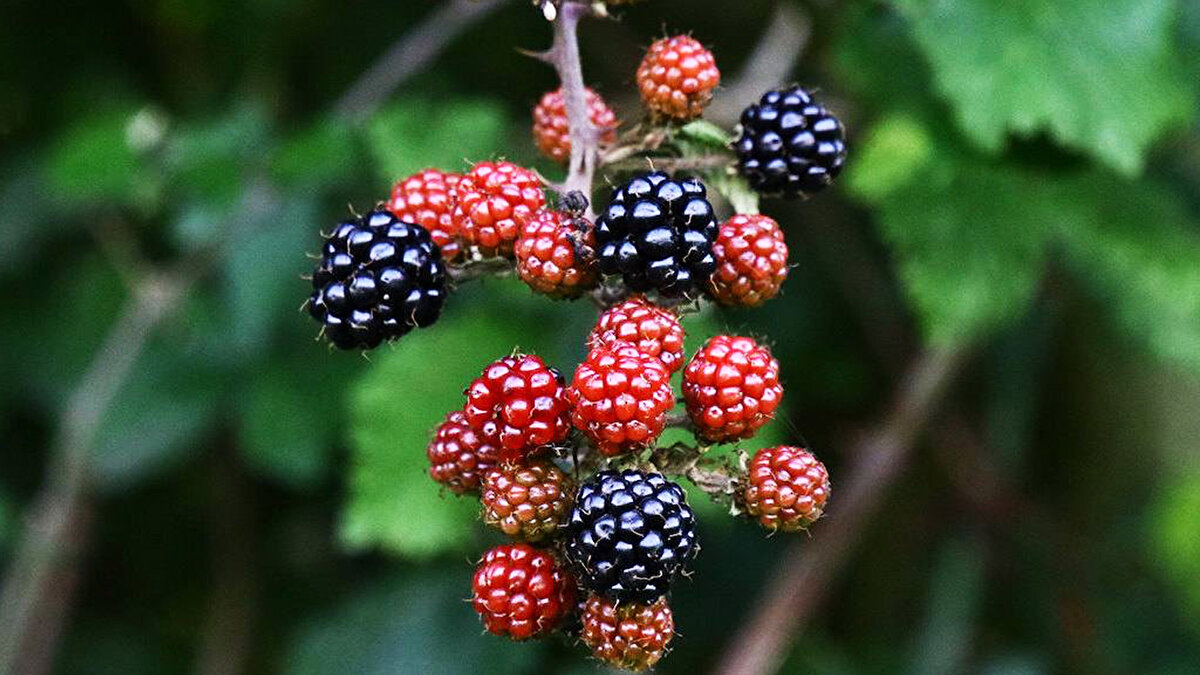 Yaban mersini, böğürtlen, ahududu, kuşburnu ve dağ çileği gibi orman meyveleri, Türkiye’nin zengin ekosisteminde kendiliğinden yetişen, hem lezzetiyle hem de şifasıyla doğanın en güzel armağanları arasında yer alıyor.