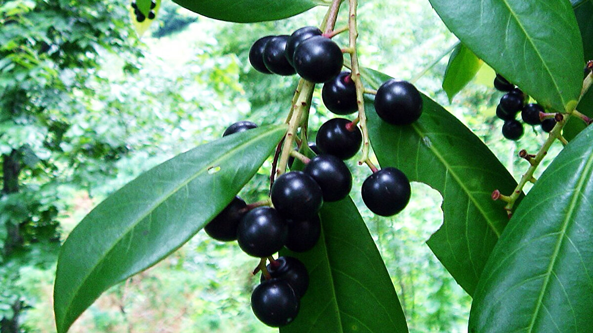 Karayemiş (Taflan)<br><br>Karadeniz kıyılarında yetişir, hafif buruk tadıyla tanınır