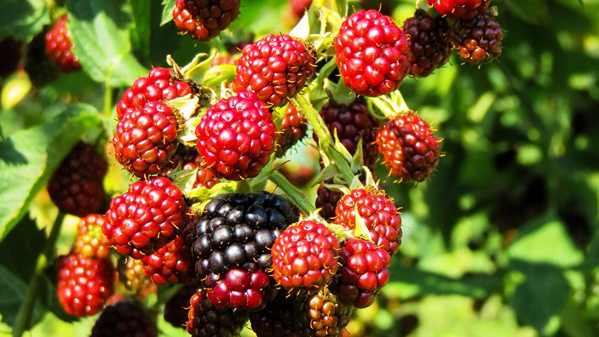 Ahududu (Ağaç çileği)<br><br>Nemli ormanlık bölgelerde yetişir, reçel ve tatlılarda sıkça kullanılır