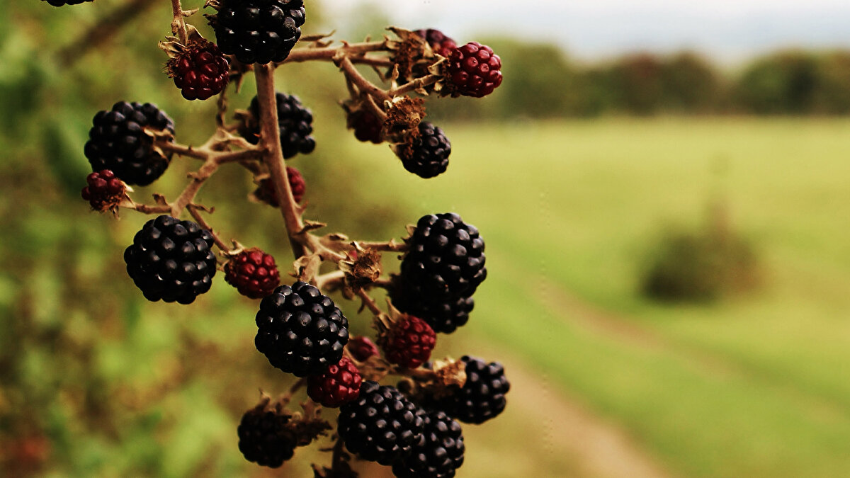 Böğürtlen<br><br>Ege ve Marmara ormanlarında sık rastlanır, hem yabani hem kültür türleriyle bolca meyve verir